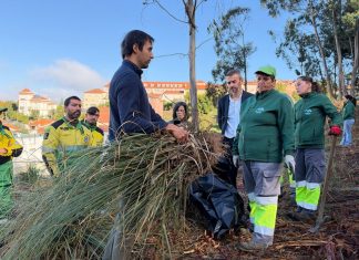 Mealhada mobiliza equipas e jovens voluntários para combater erva-das-pampas