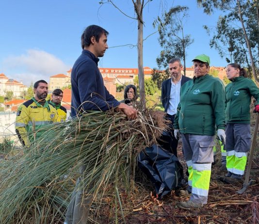 Mealhada mobiliza equipas e jovens voluntários para combater erva-das-pampas